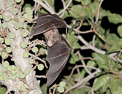 An Egyptian fruit bat (Rousettus aegyptiacus) carrying a fig