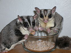 Sugar gliders at mealtime