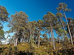 Scots pine