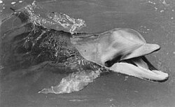 "Flipper" (former mascot)