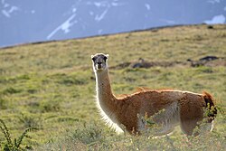 A guanaco looks at the camera, standing in a green field in Torres del Paine National Park