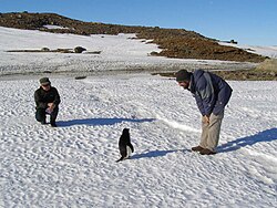 An Adélie penguin (center) encountering humans during the Antarctic summer