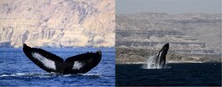 Non-migratory Arabian Sea humpback whales off Dhofar