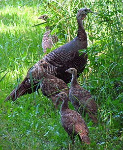 Hen with juveniles