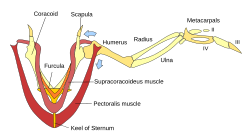 The supracoracoideus works using a pulley-like system to lift the wing while the pectorals provide the powerful downstroke