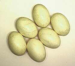 Crocodile eggs