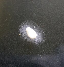 A culture of Achlya sp. (Saprolegniales) isolated from a stream.