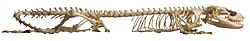 Green iguana skeleton