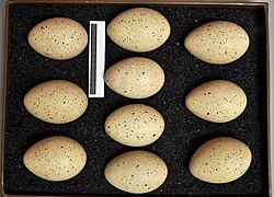 Eggs, Collection Museum Wiesbaden, Germany