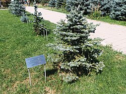 Trees planted in memory of the victims of the genocide