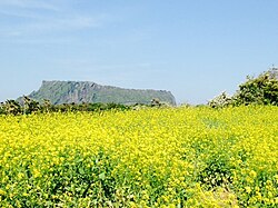 Rapeseed fields in Jeju Island