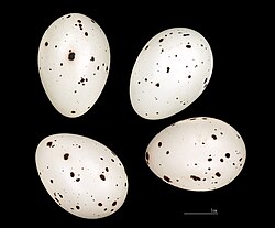 Eggs of Oriolus oriolus