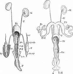 Genitourinary system of a male and female rabbit