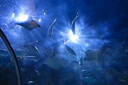 Inside a tunnel that passes through one of the aquariums at the Audubon Aquarium.