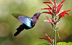 Purple-throated carib feeding at a flower