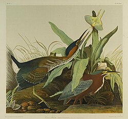 A green heron by Audubon, Brooklyn Museum