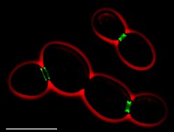 Septins in Saccharomyces cerevisiae
