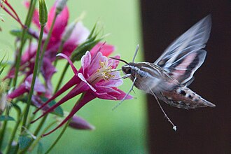 Photograph of a hybrid columbine being pollinated by a hawkmoth
