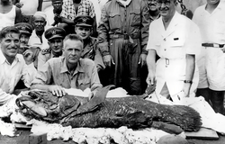 Second specimen after capture in 1952