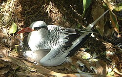 Red-billed tropicbird; a few breed on Swan Cay off the Caribbean coast.