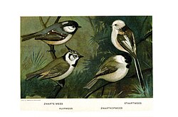Four different tits, although the top-right bird, the long-tailed tit, is not a member of the Paridae