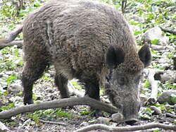 A wild boar