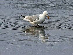 Stomping feet to help find prey