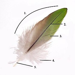 Parts of a feather: vanerachisbarbafterfeathercalamus