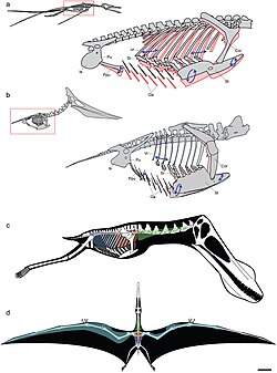 Diagrams showing breathing motion (top two) and internal air sac system (bottom two)