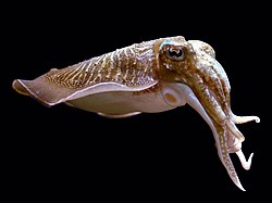 Common cuttlefish (Sepia officinalis)
