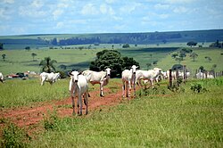 Cattle in São Paulo
