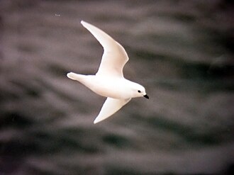 Snow petrel, P. nivea in Ross Sea