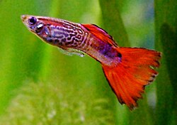Male red cobra guppy