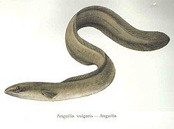 Eels propagate a more or less constant-sized flexion wave along their slender bodies.