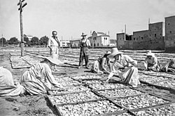 Drying sweet potatoes (Ribera Alta, 1951)