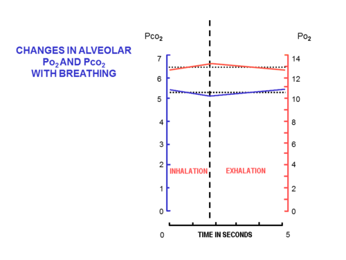Fig. 9 The changes in the composition of the alveolar air during a normal breathing cycle at rest. The scale on the left, and the blue line, indicate the partial pressures of carbon dioxide in kPa, while that on the right and the red line, indicate the partial pressures of oxygen, also in kPa (to convert kPa into mm Hg, multiply by 7.5).