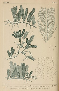 Two illustrations (Fig 1 . 4-5) of C. taxifolia displaying its "leaf" and rhizome structures (Fig 1 . 1-3 are illustrations of C. sertularioides)