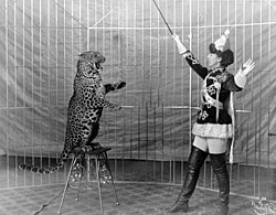 Animal trainer with leopard