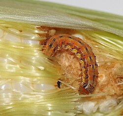 Corn earworm larva[13]
