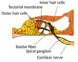 Cross-section through the spiral organ of Corti at greater magnification.