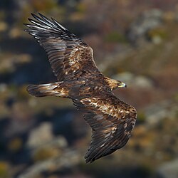 In Spain, golden eagles such as this one in the Province of Ávila are sedentary.