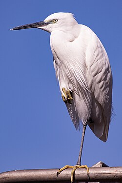 Little egret, standing on one leg, Sea of Galilee, Israel
