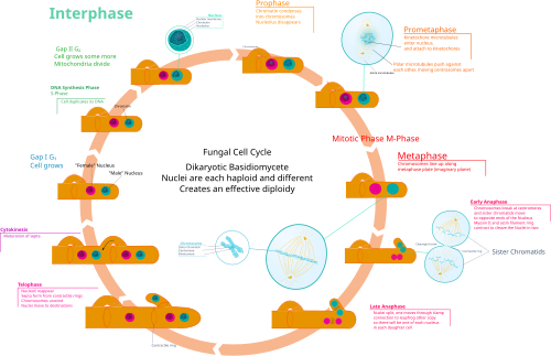 Fungal cell cycle showing dikaryons typical of higher fungi
