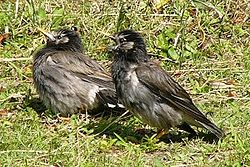 Fledglings