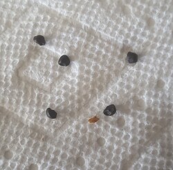 Seeds