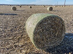 Baled cornstalks[3]