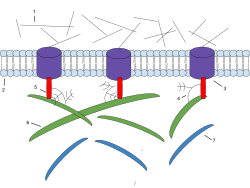 1: Microfilaments 2: Phospholipid Bilayer 3: Integrin 4: Proteoglycan 5: Fibronectin 6: Collagen 7: Elastin