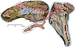 Fossil of a Maiacetus (red, beige skull) with fetus (blue, red teeth) shortly before the end of gestation [89]