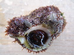 Hexaplex trunculus found on Israeli coastal plain near Tel Shikmona