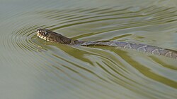 The northern water snake, Nerodia sepodon, was named Coluber sepodon in 1758.